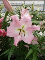 [4182 Prescott VH No02.JPG]